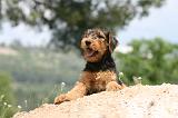 AIREDALE TERRIER 317
